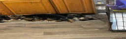 German Shepherd dogs for sale: Frack - Ad 1