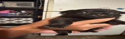 Chihuahua dogs for sale: Panther - Ad 5