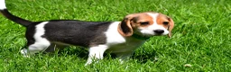 Beagle dogs for sale: Bruno - Ad 9