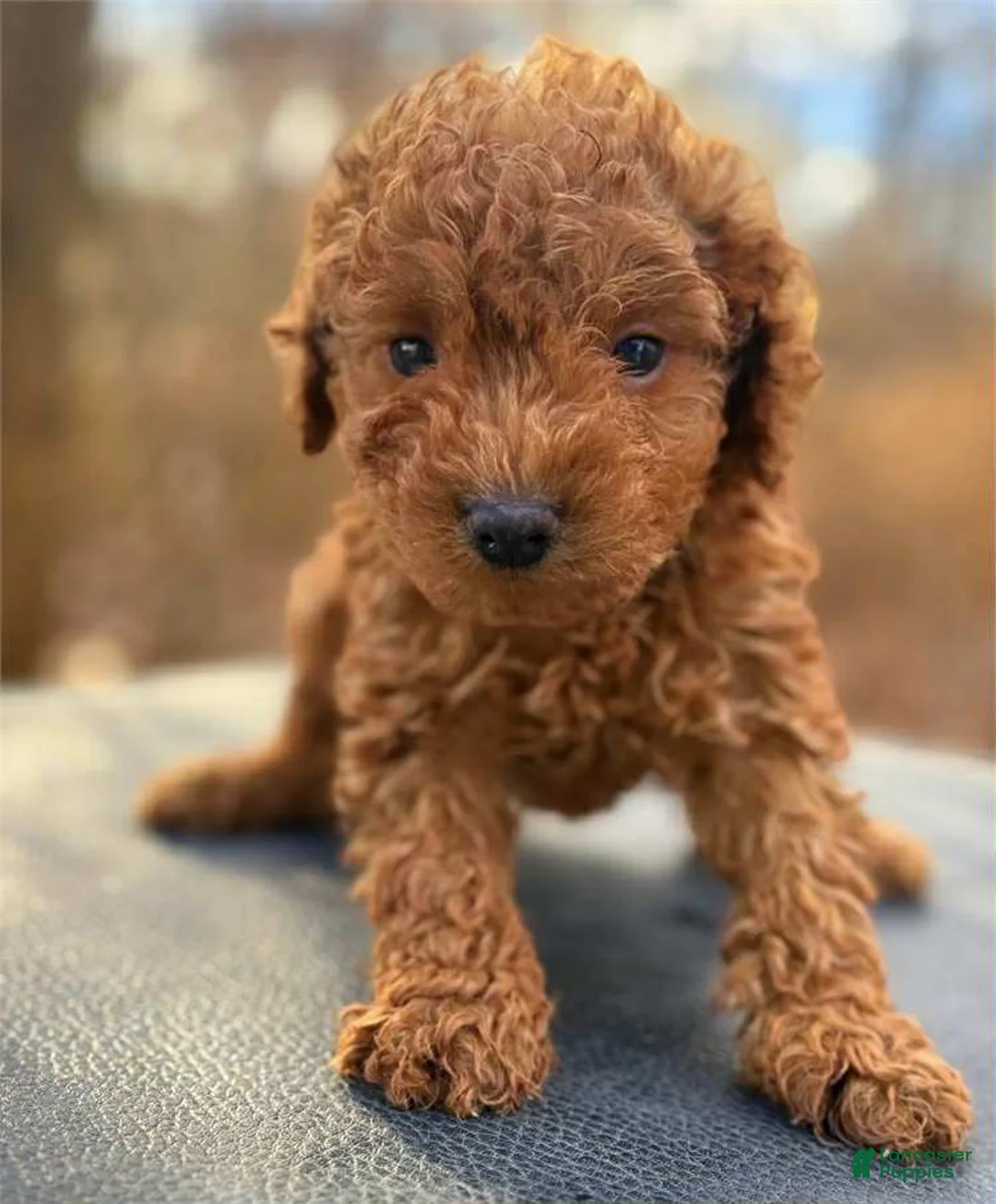 Toy Poodle dogs for sale: Cash - Ad 1
