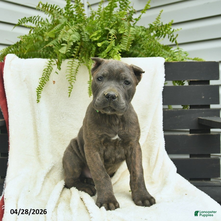 Cane Corso dogs Denver  - Ad 1