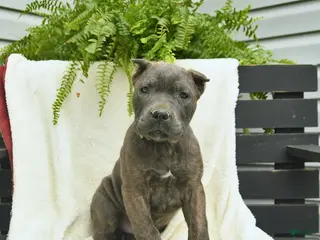 Cane Corso dogs for sale: Denver - Ad 3