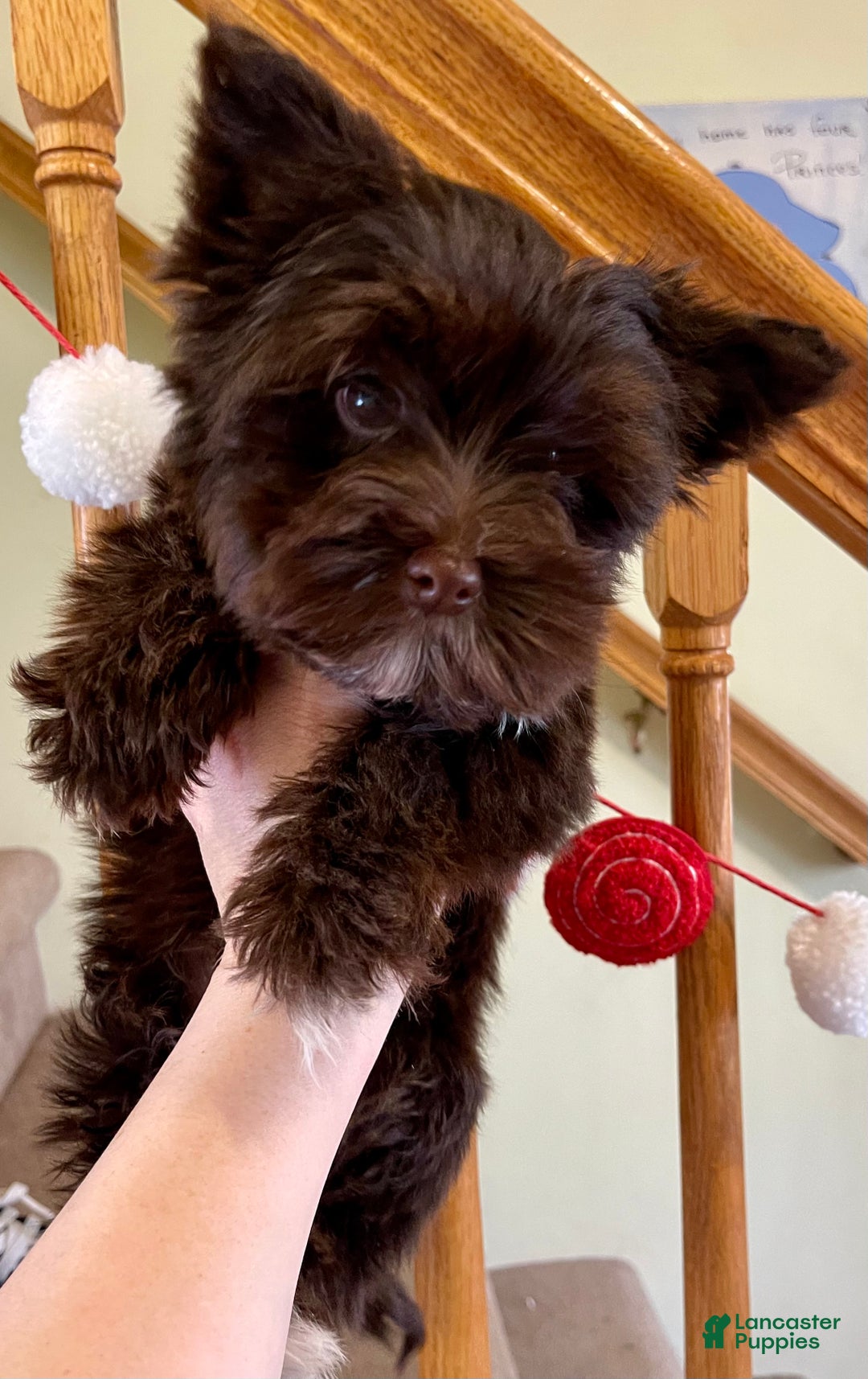Yorkshire Terrier dogs for sale: KB Chocolate Yorkie - Ad 4