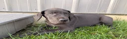 Great Dane dogs for sale: Lenny - Ad 4