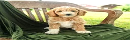 Goldendoodle dogs for sale: Branson - Ad 5