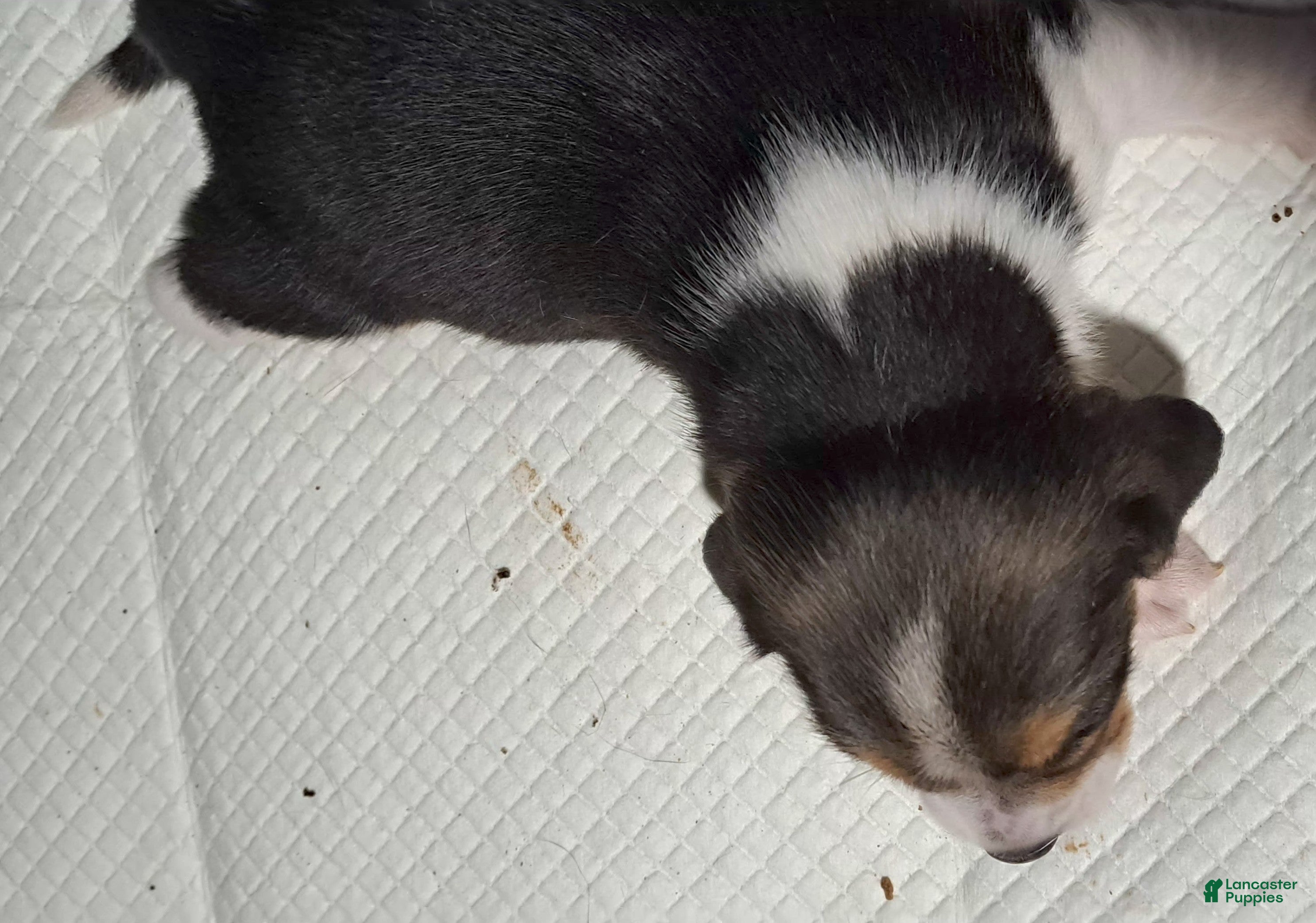 Beagle dogs Beagle Puppy 1 - AKC registrable - Ad 13