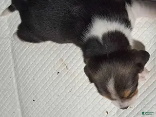 Beagle dogs Beagle Puppy 1 - AKC registrable - Ad 13