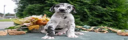 Great Dane dogs for sale: Kodiak - Ad 1