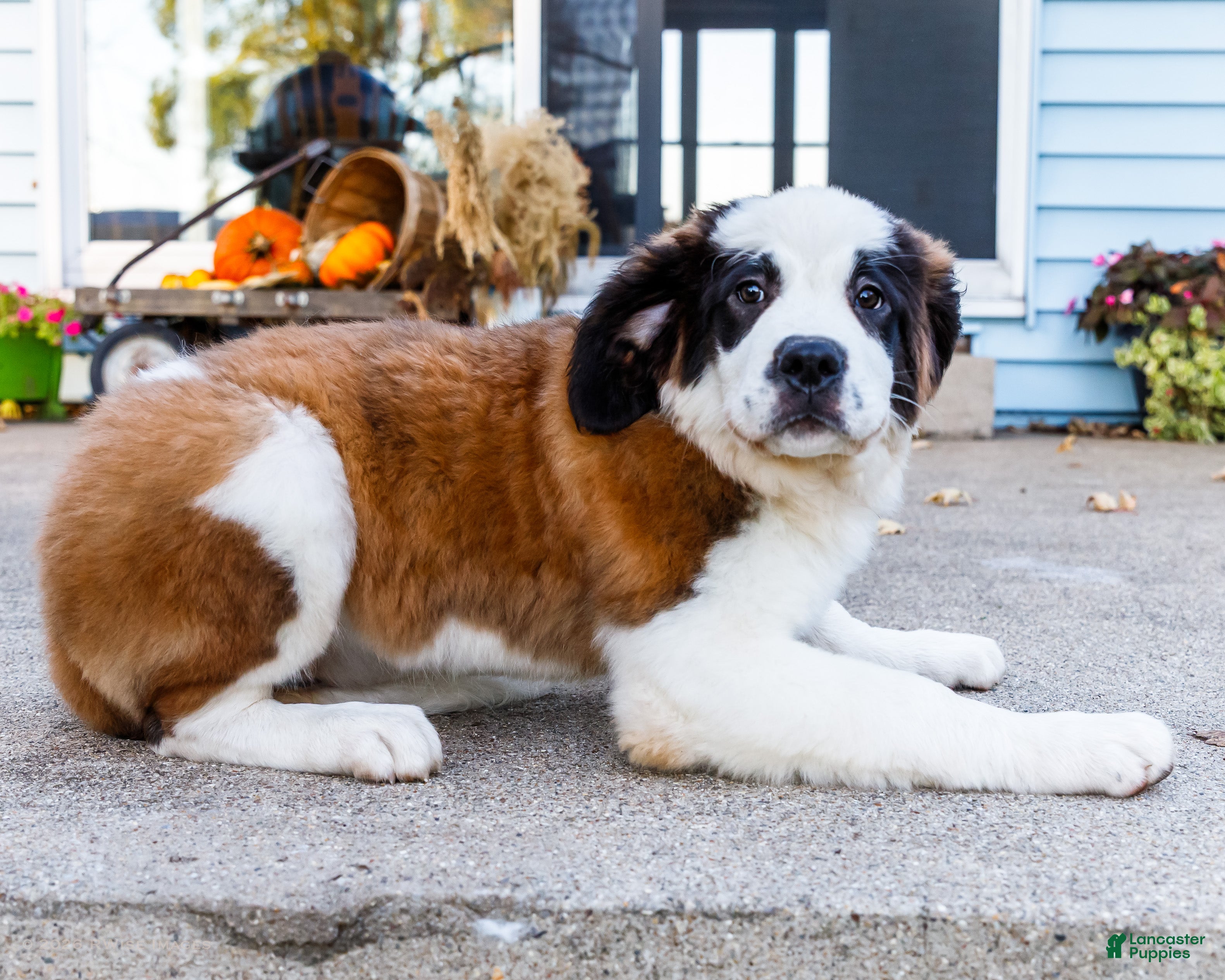 Saint Bernard dogs Smarty - Ad 2