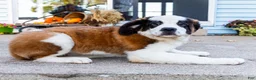 Saint Bernard dogs for sale: Smarty - Ad 2