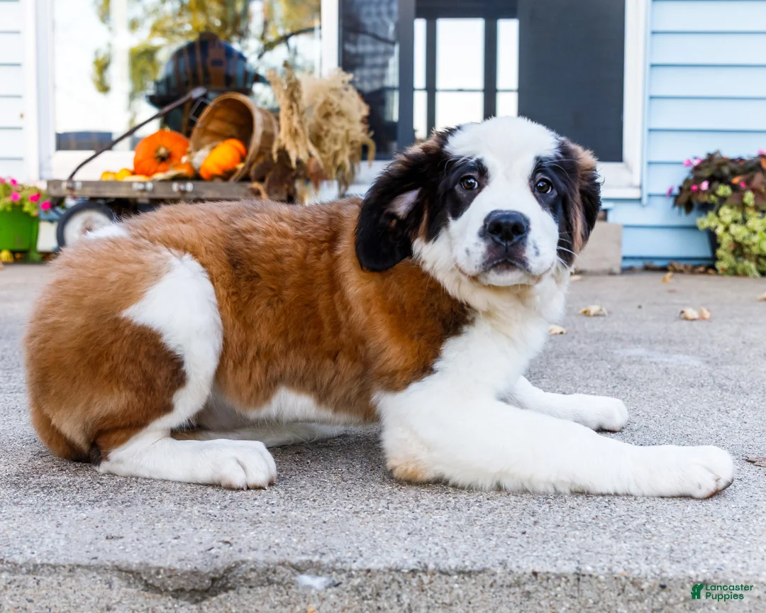 Saint Bernard dogs for sale: Smarty - Ad 2