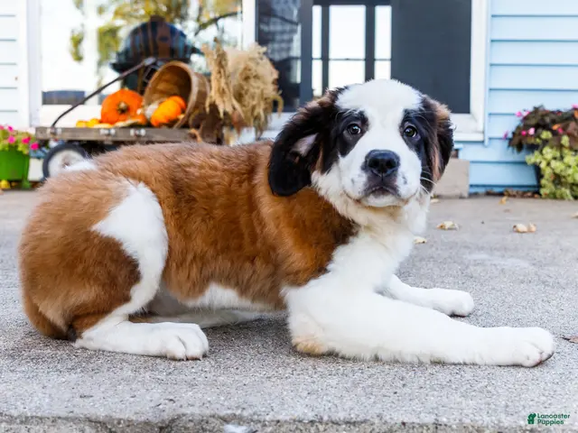 Saint Bernard dogs Smarty - Ad 2
