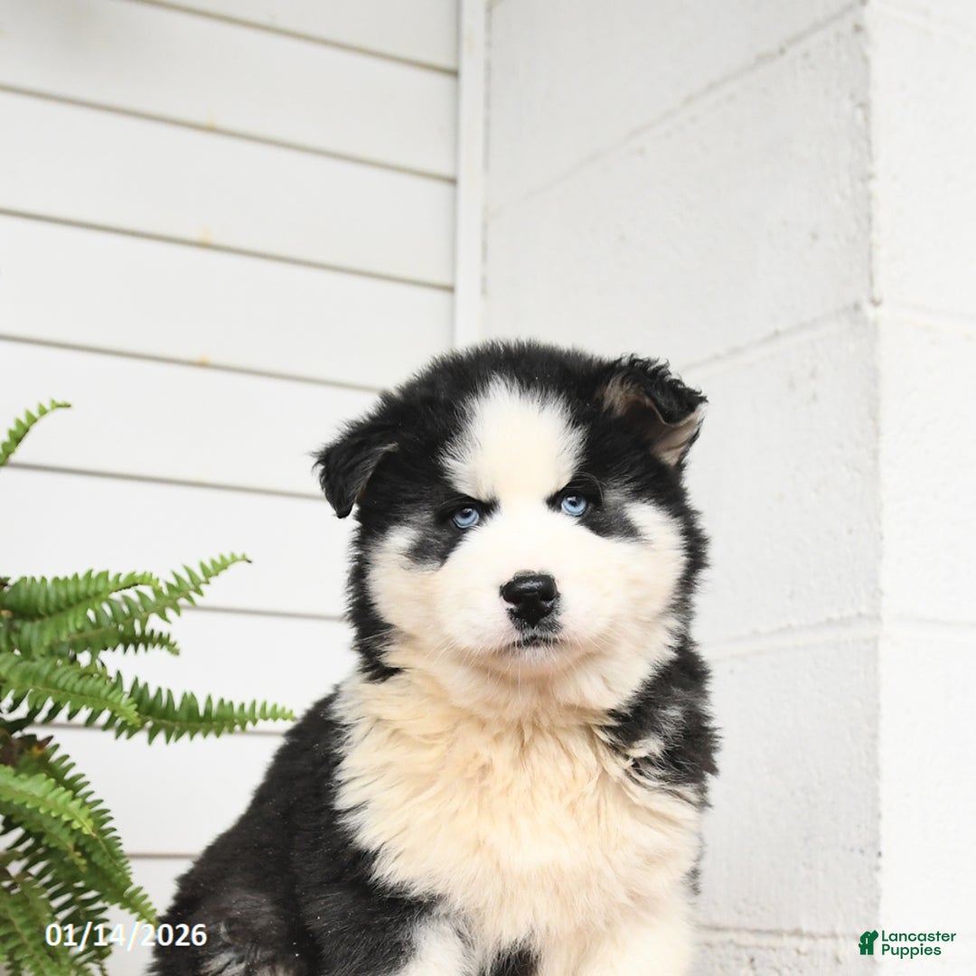 Gerberian Shepsky dogs for sale: Gunner - Ad 4