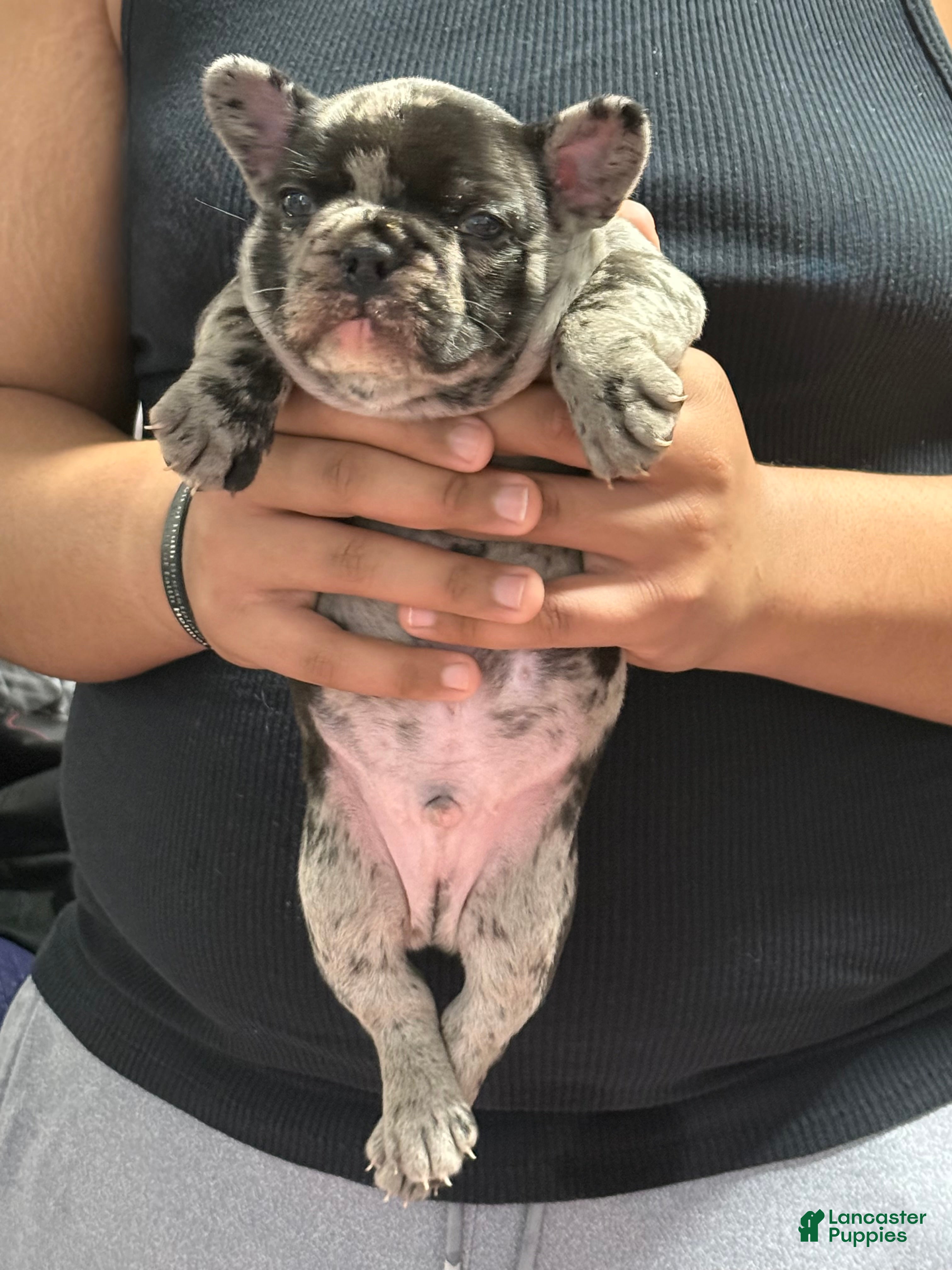 French Bulldog dogs Prince - Ad 13