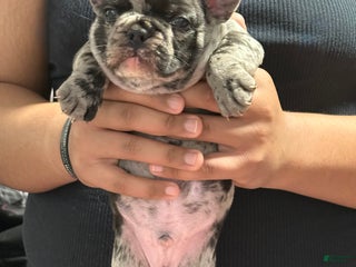 French Bulldog dogs Prince - Ad 13