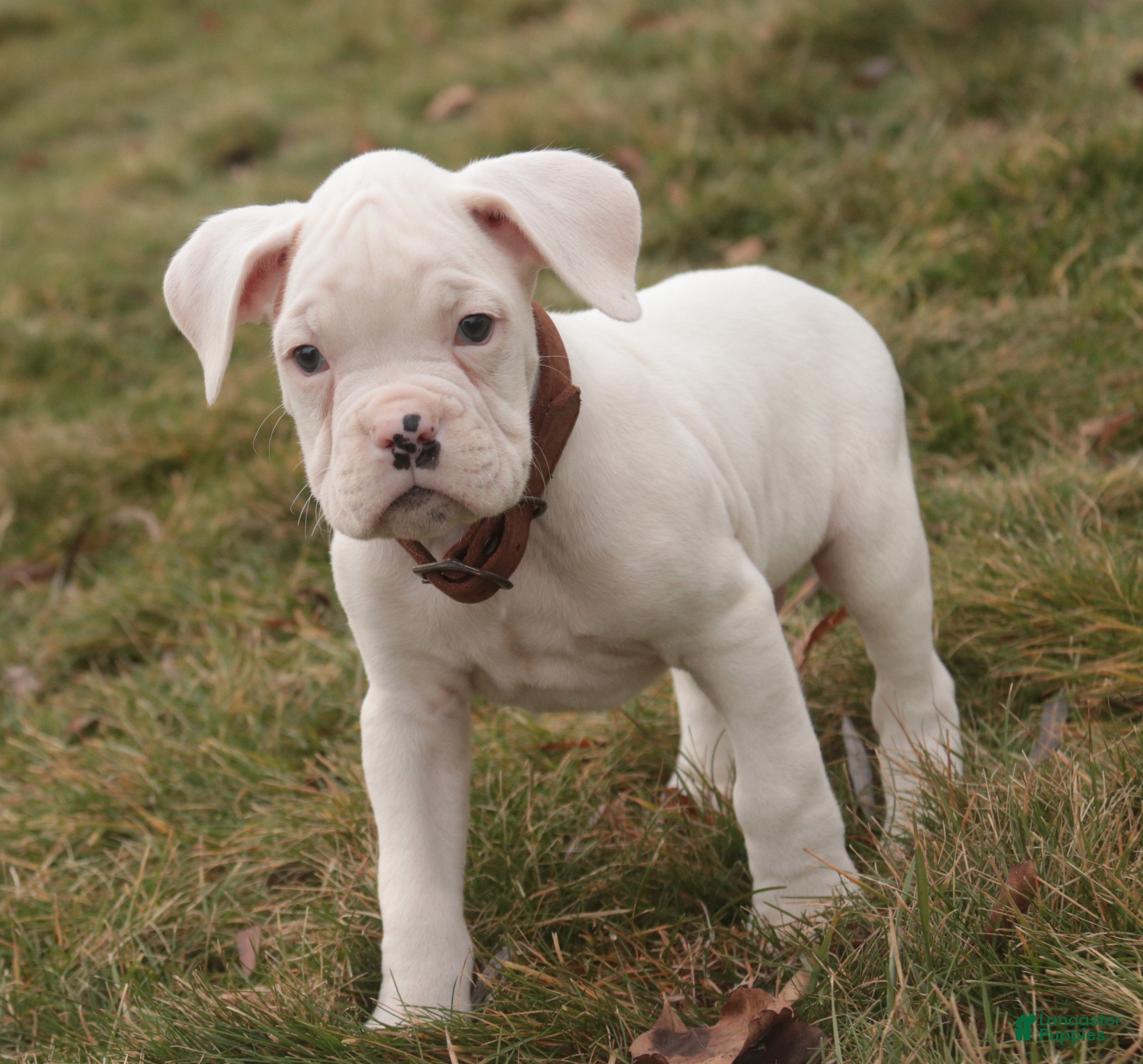 Boxer dogs Trey - Ad 2