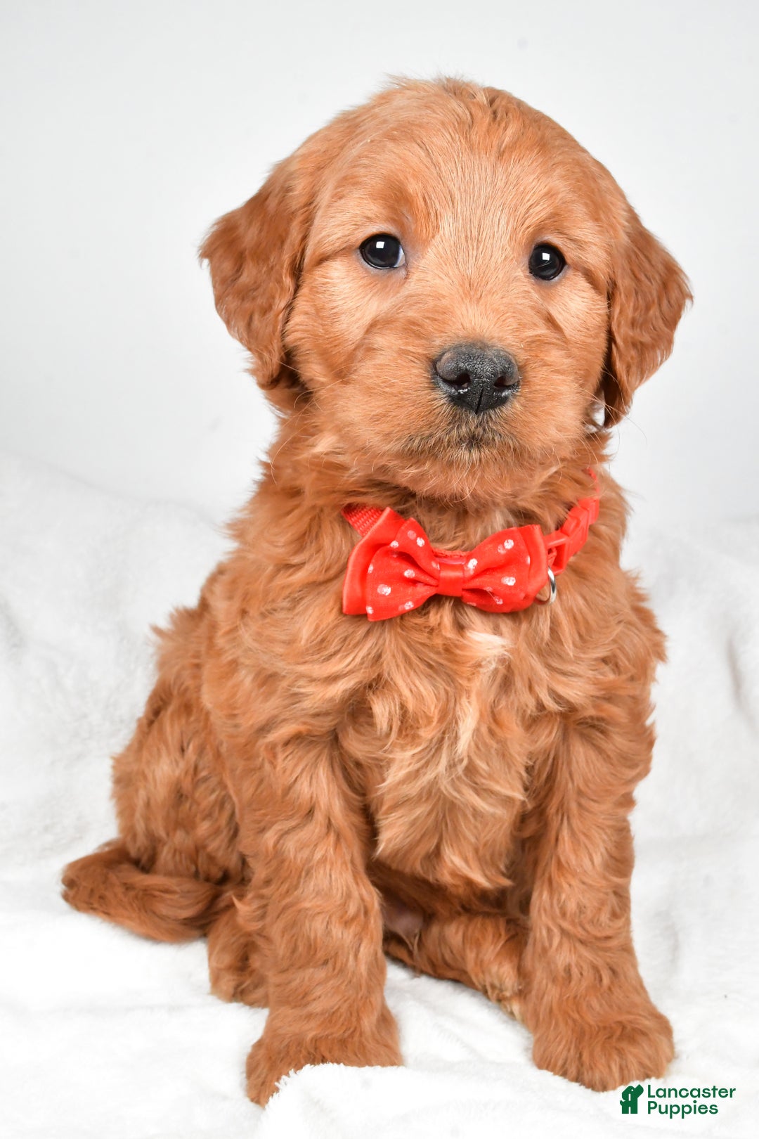 Mini Goldendoodle dogs for sale: Bryson - Ad 8