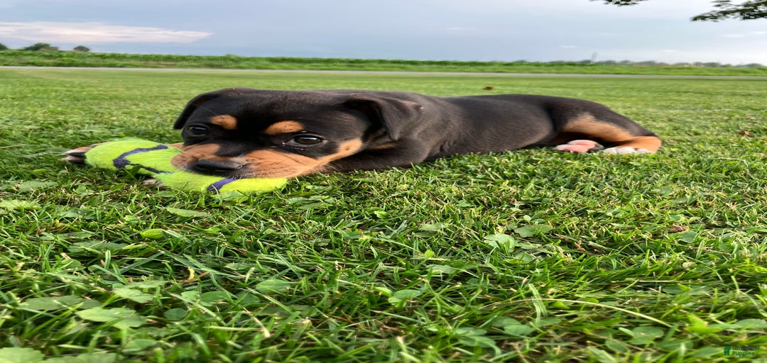 Gallery Image {{count}}