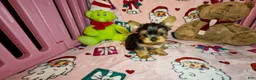 Yorkshire Terrier dogs for sale: Teddie  - Ad 1