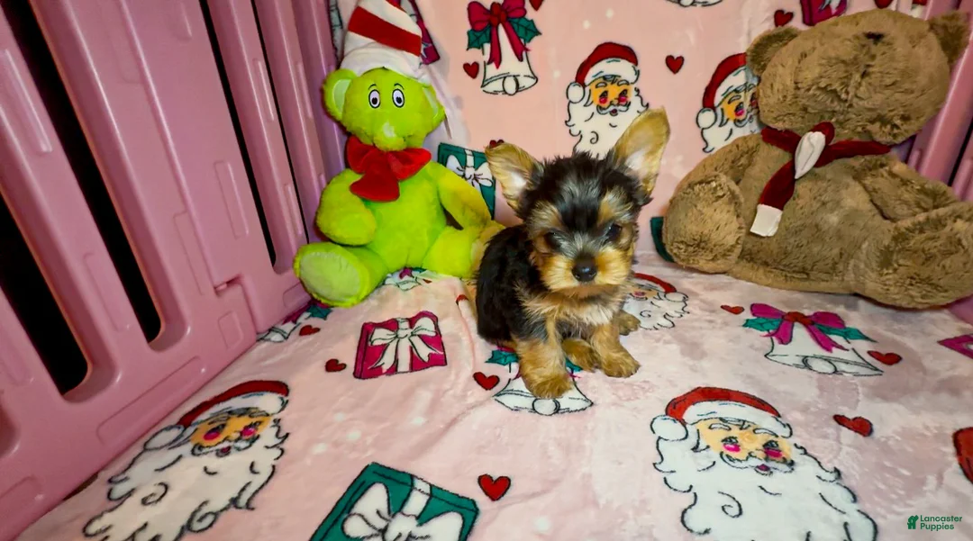 Yorkshire Terrier dogs for sale: Teddie  - Ad 1
