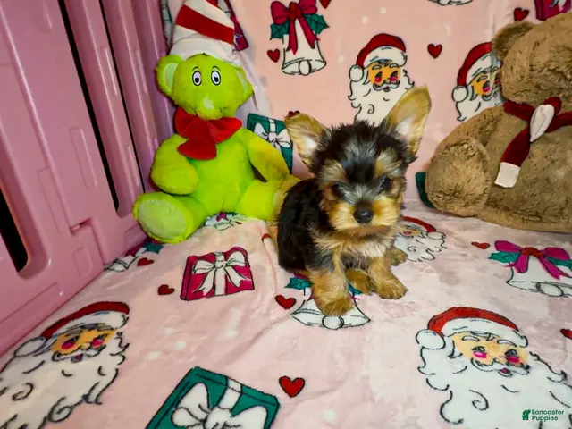 Yorkshire Terrier dogs for sale: Teddie - Ad 17