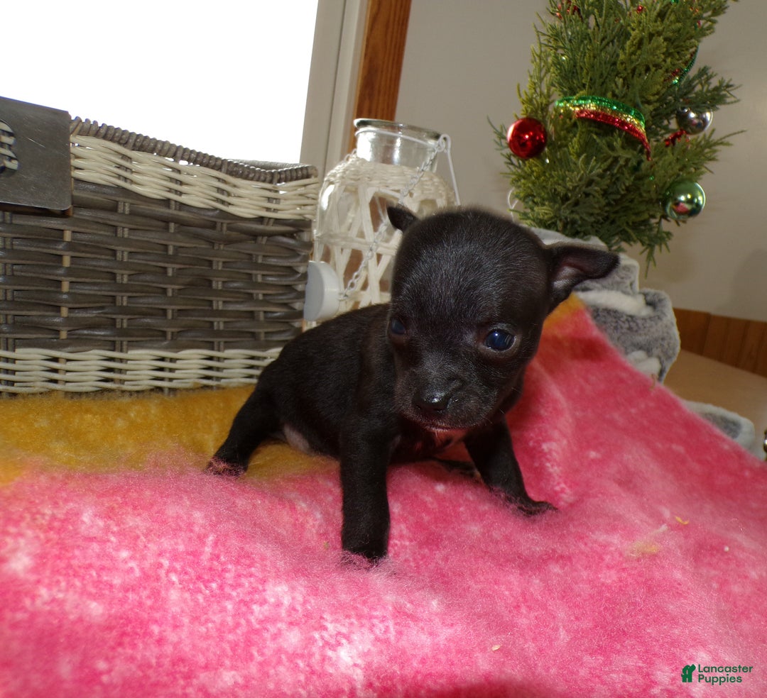 Chihuahua dogs for sale: Chihuahua Puppy 8 Tiny - Ad 2