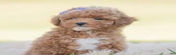 Toy Poodle dogs for sale: Krymsun - Ad 3