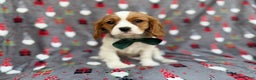 Cavalier King Charles Spaniel dogs for sale: Petey - Ad 2