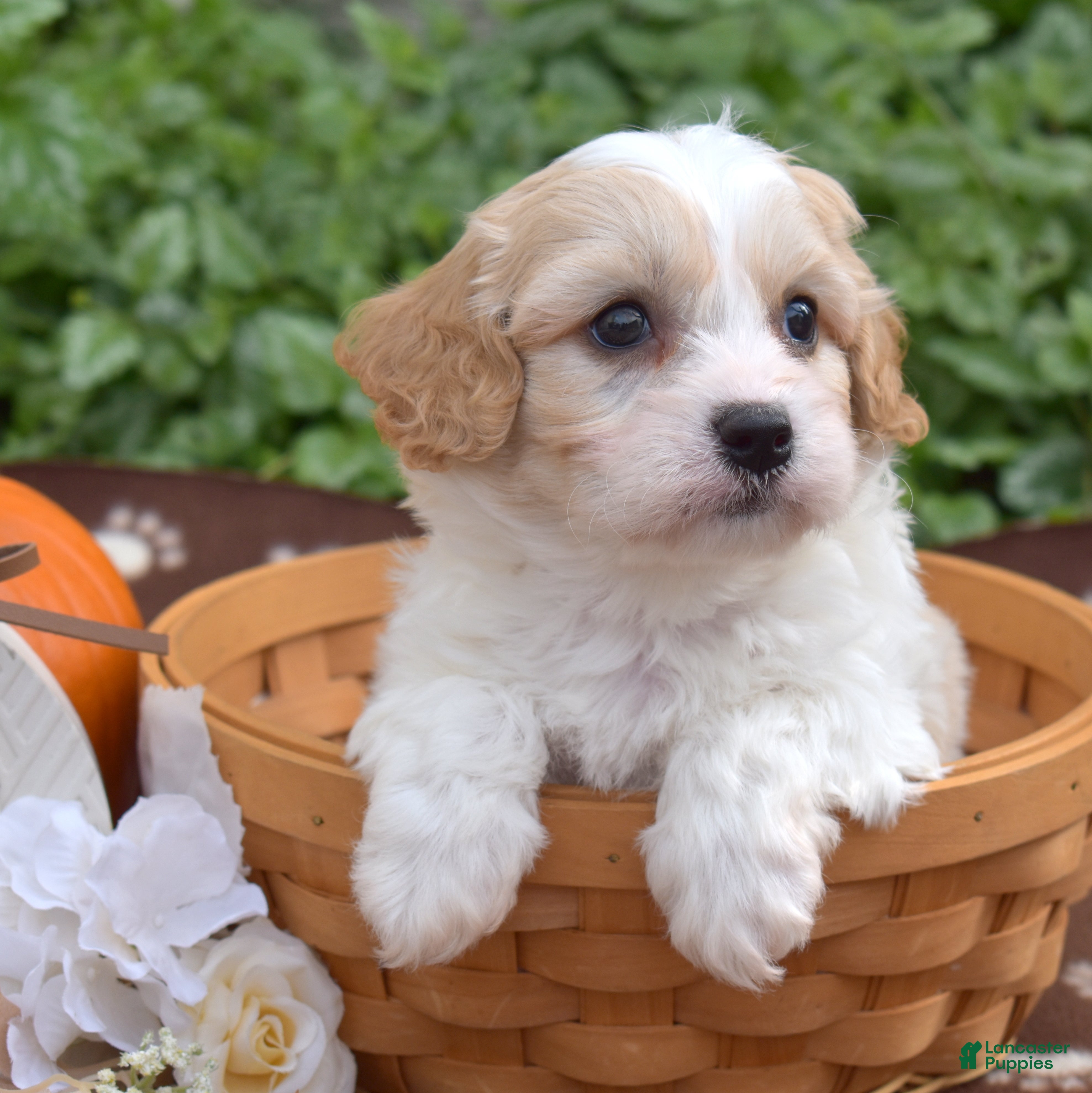 Cavachon dogs Latte - Ad 1