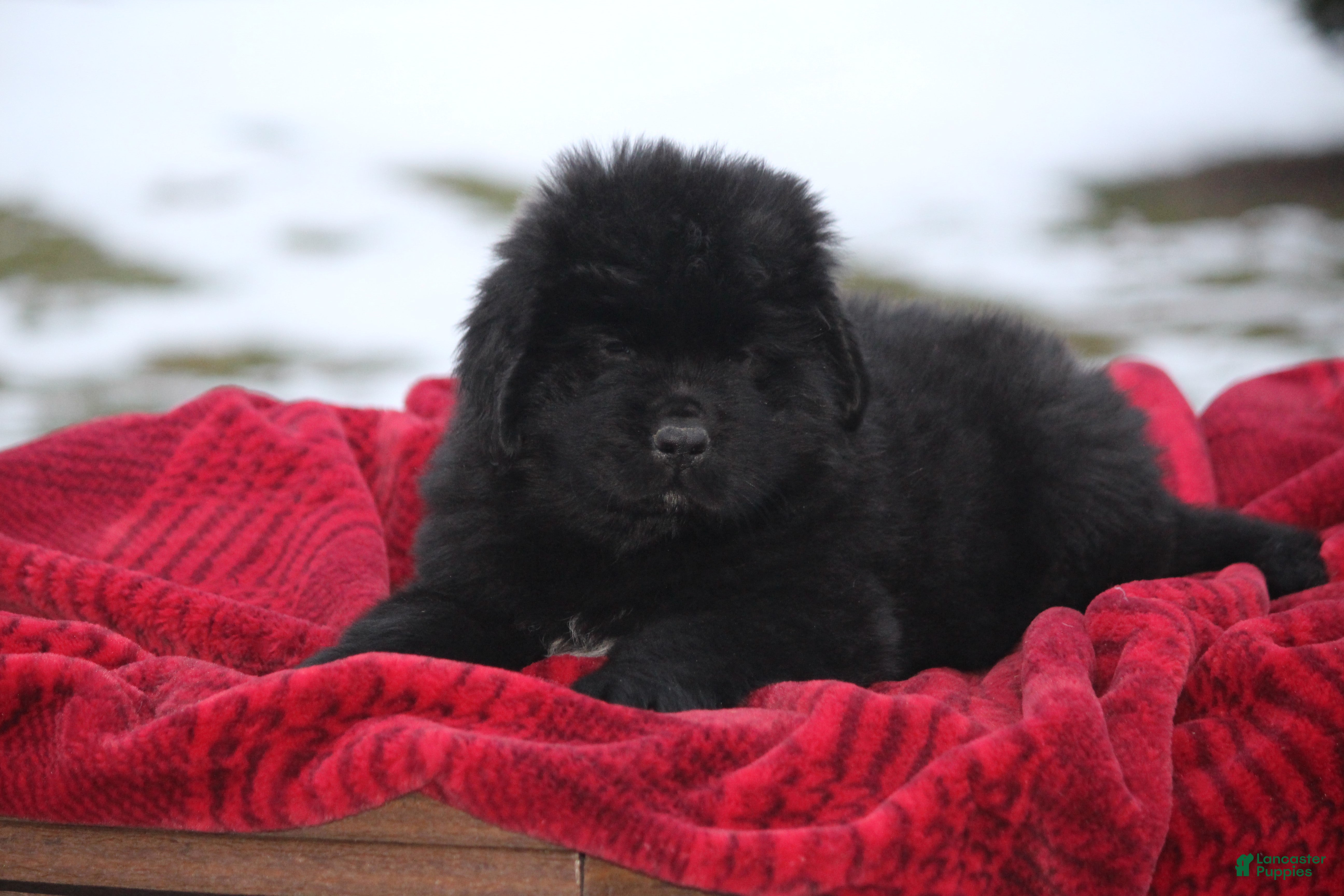 Newfoundland dogs Isaiah - Ad 18