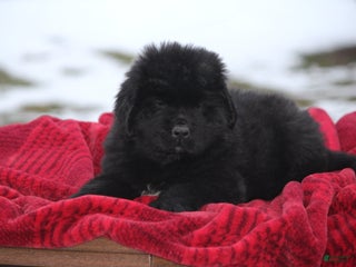 Newfoundland dogs Isaiah - Ad 30