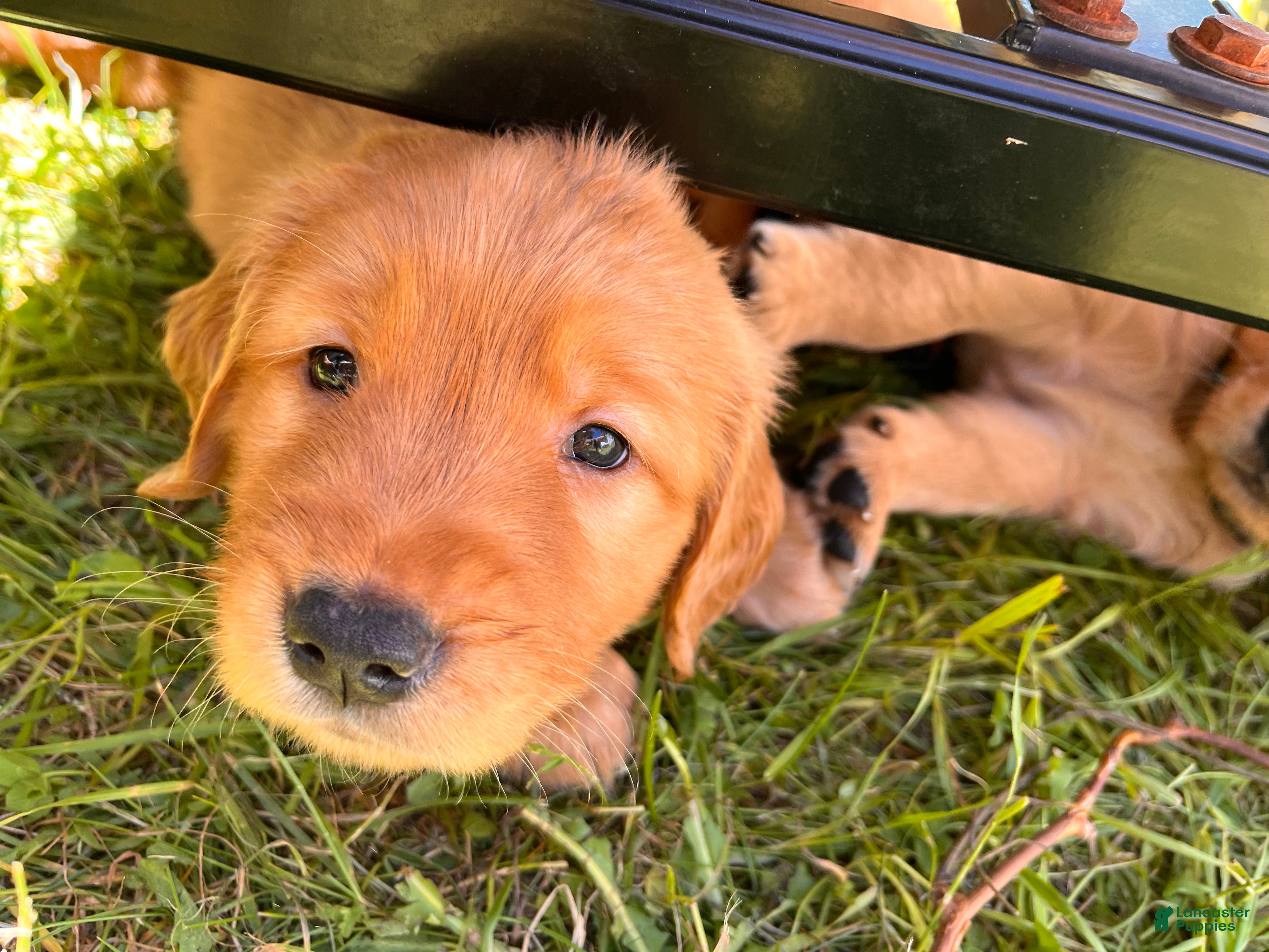 Golden Retriever dogs Golden Retriever 2 - Rocky  - Ad 2