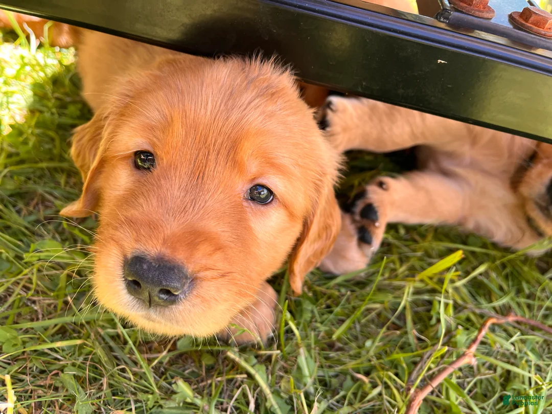 Golden Retriever dogs for sale: Golden Retriever 2 - Rocky  - Ad 2