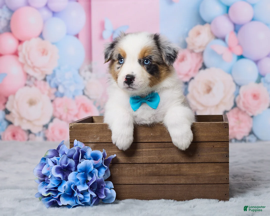 Australian Shepherd dogs for sale: Max - Ad 1