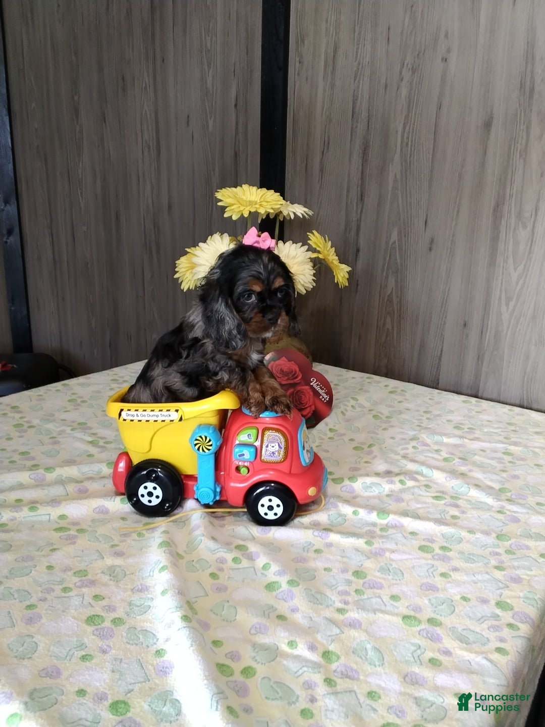 Cocker Spaniel dogs Dixie - Ad 39