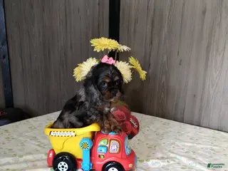 Cocker Spaniel dogs Dixie - Ad 39