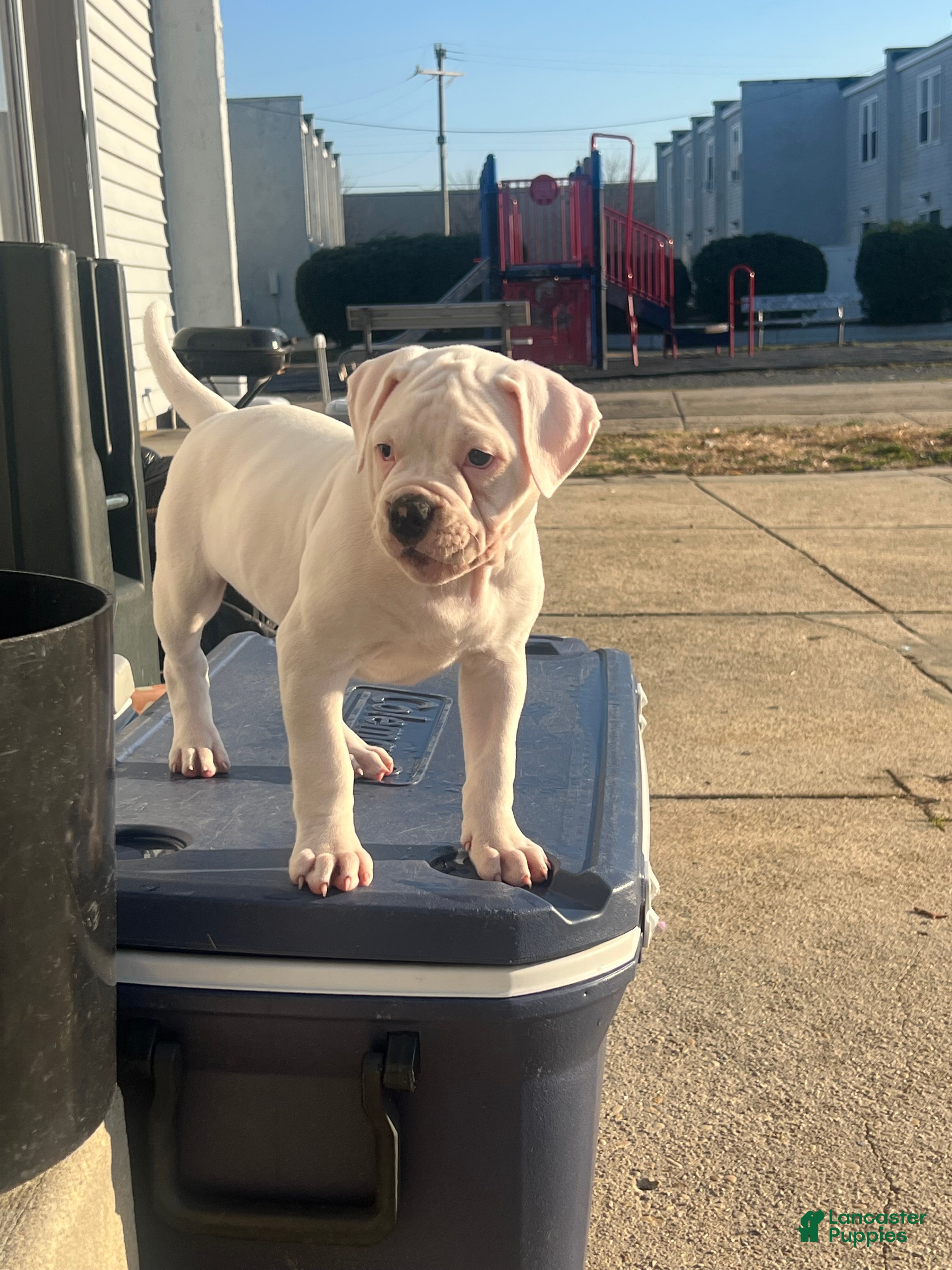 American Bulldog dogs American Bulldog Puppy 1 - Ad 5