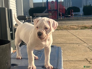 American Bulldog dogs American Bulldog Puppy 1 - Ad 6
