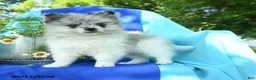 Pomeranian dogs for sale: Mandy - Ad 2