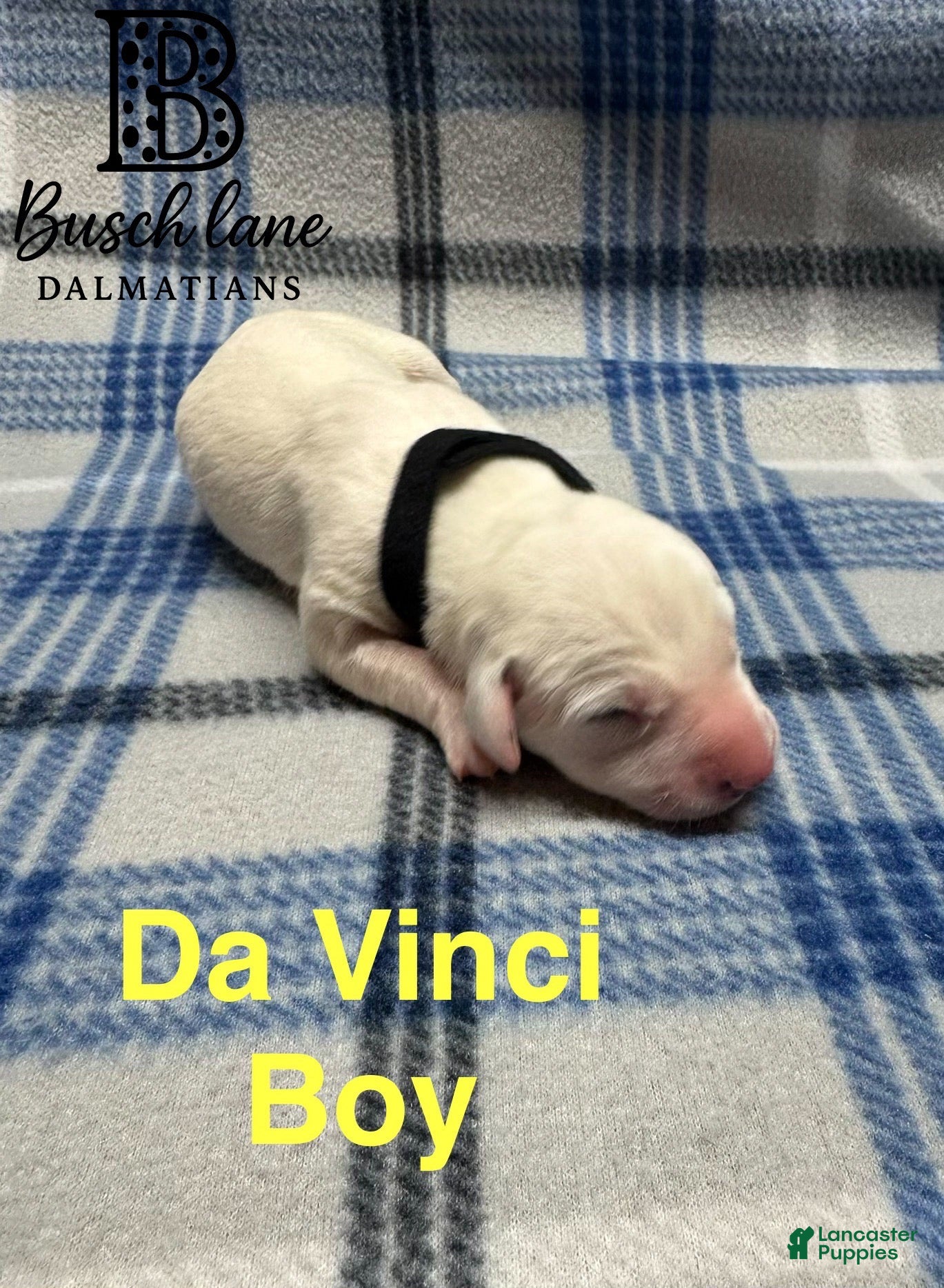 Dalmatian dogs Da Vinci  - Ad 15