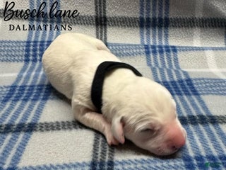 Dalmatian dogs Da Vinci - Ad 2