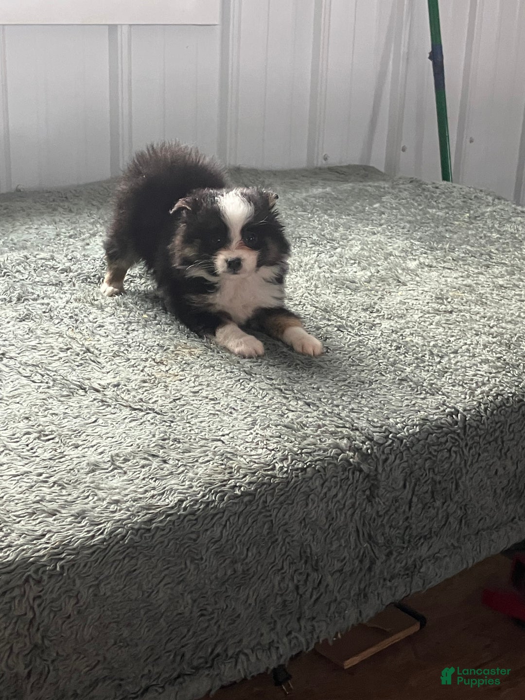 Mixed Breed dogs for sale: Jack - Ad 3