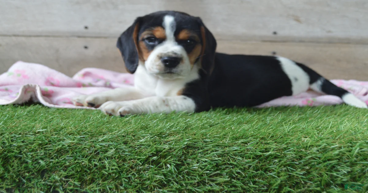 Beagle Puppies for sale in Ohio | Lancaster Puppies
