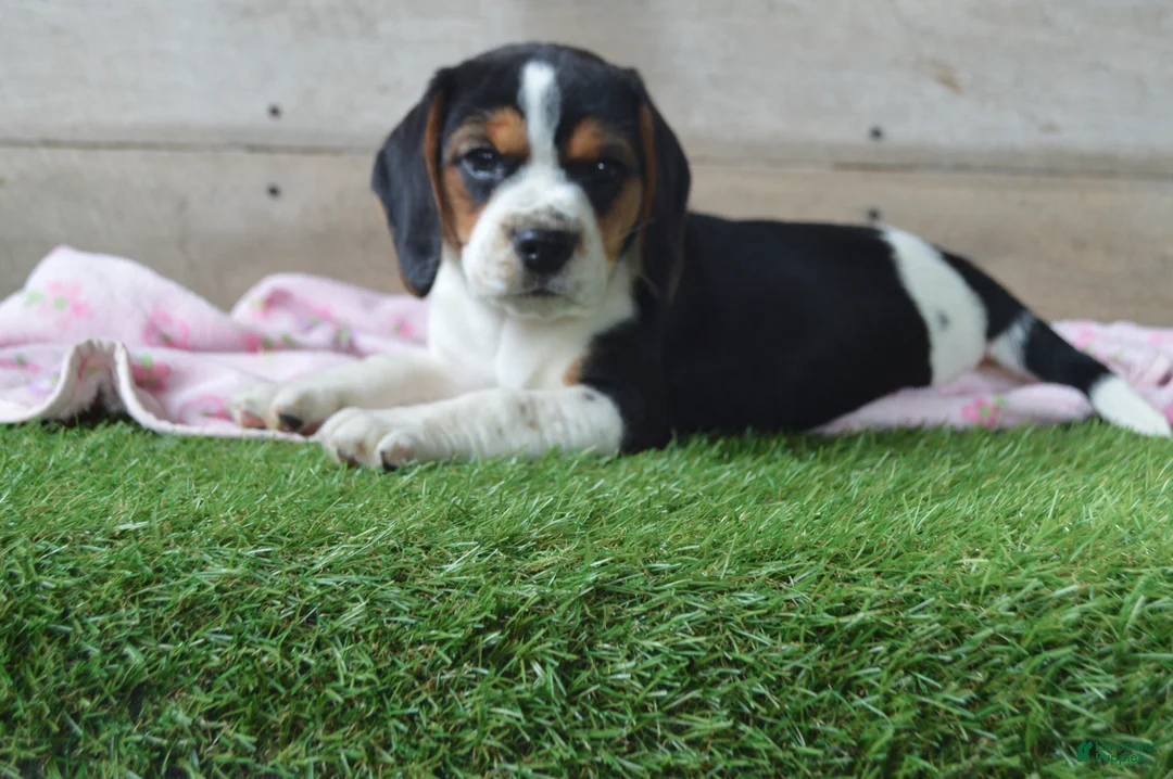 Beagle dogs for sale: Jewel - Ad 1