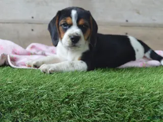 Beagle dogs for sale: Jewel - Ad 4