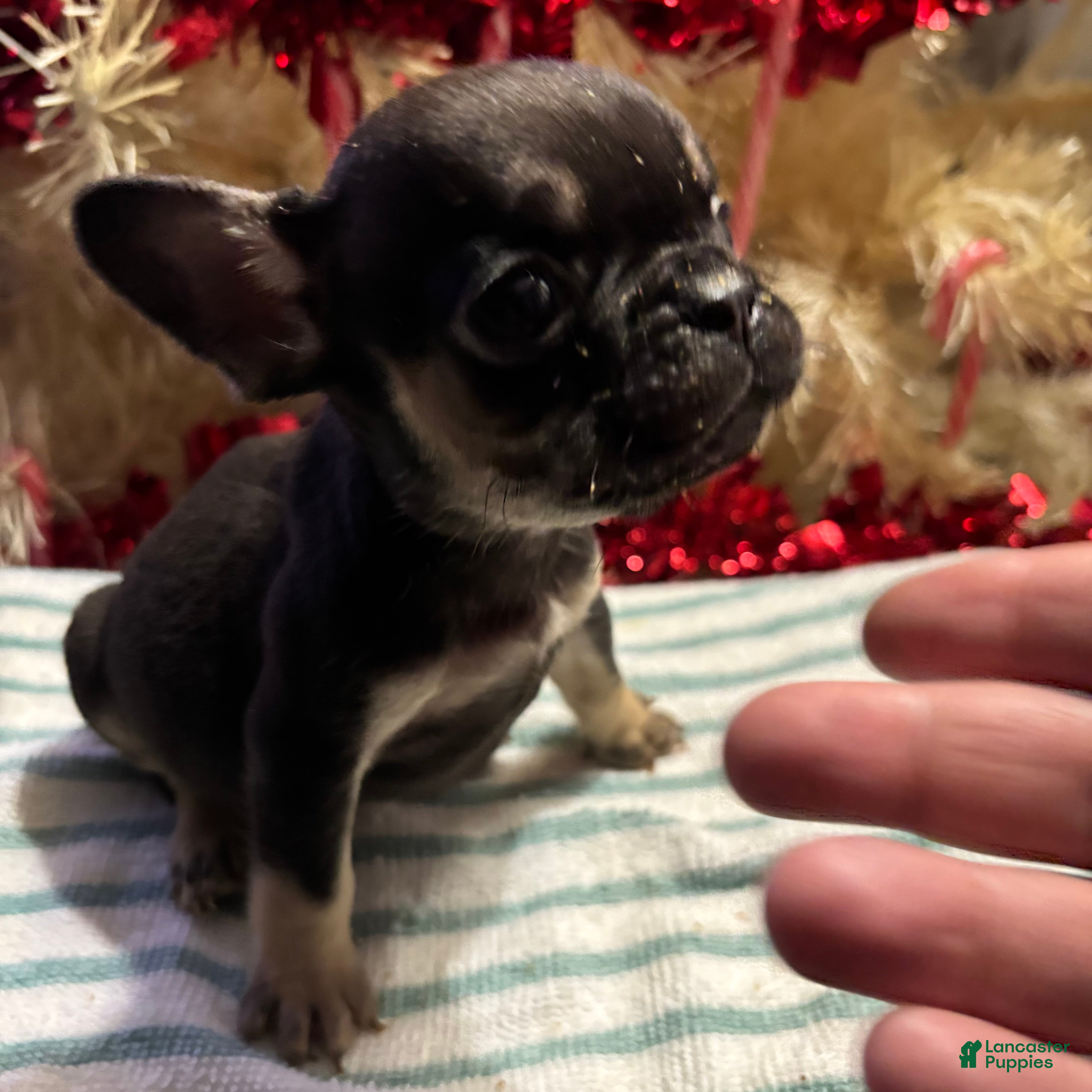 French Bulldog dogs Sixx - Ad 34