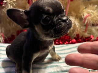 French Bulldog dogs Sixx - Ad 34