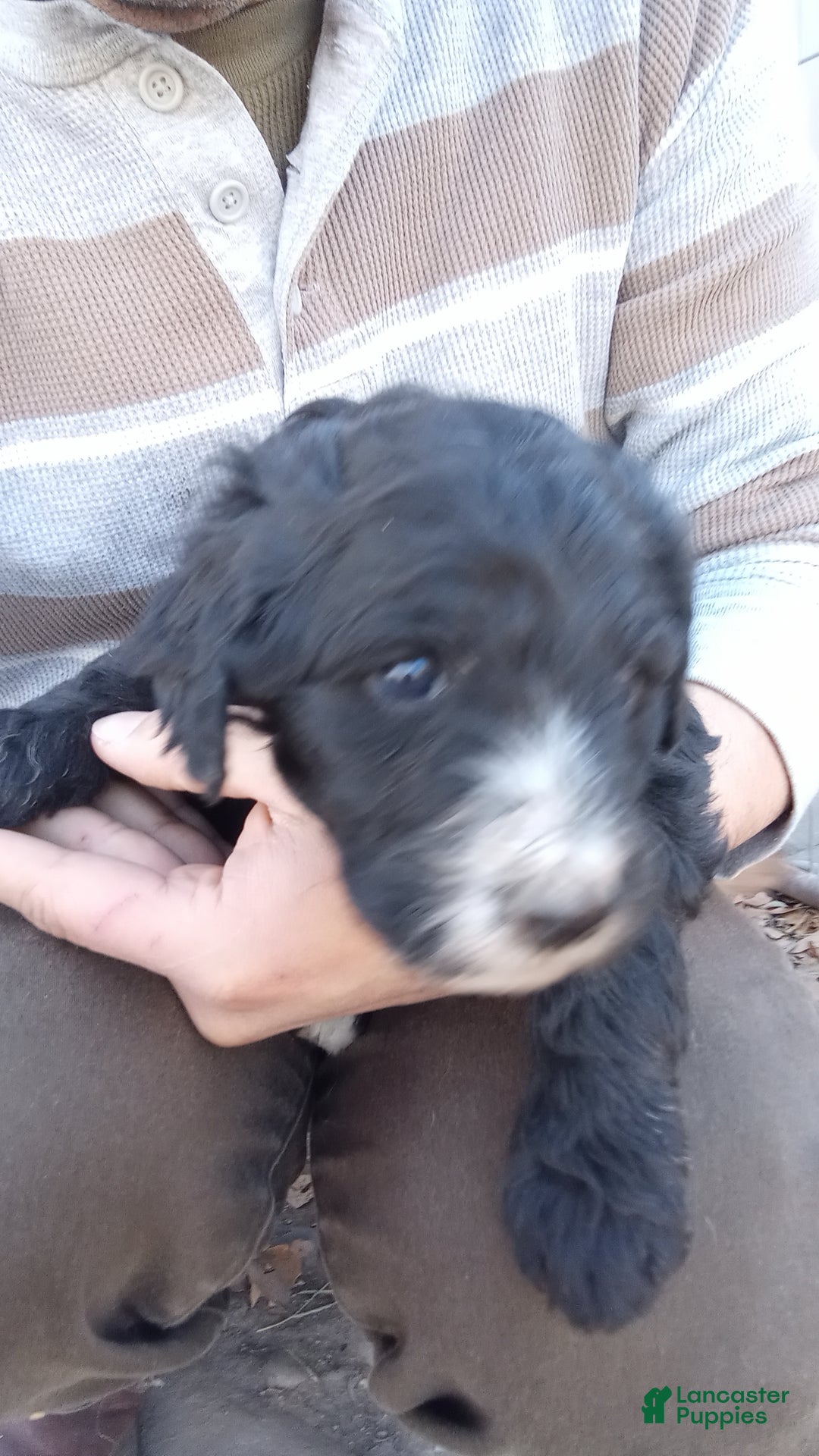 Bernedoodle dogs for sale: Betty! - Ad 3