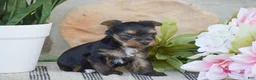 Yorkshire Terrier dogs for sale: Rebecca - Ad 3