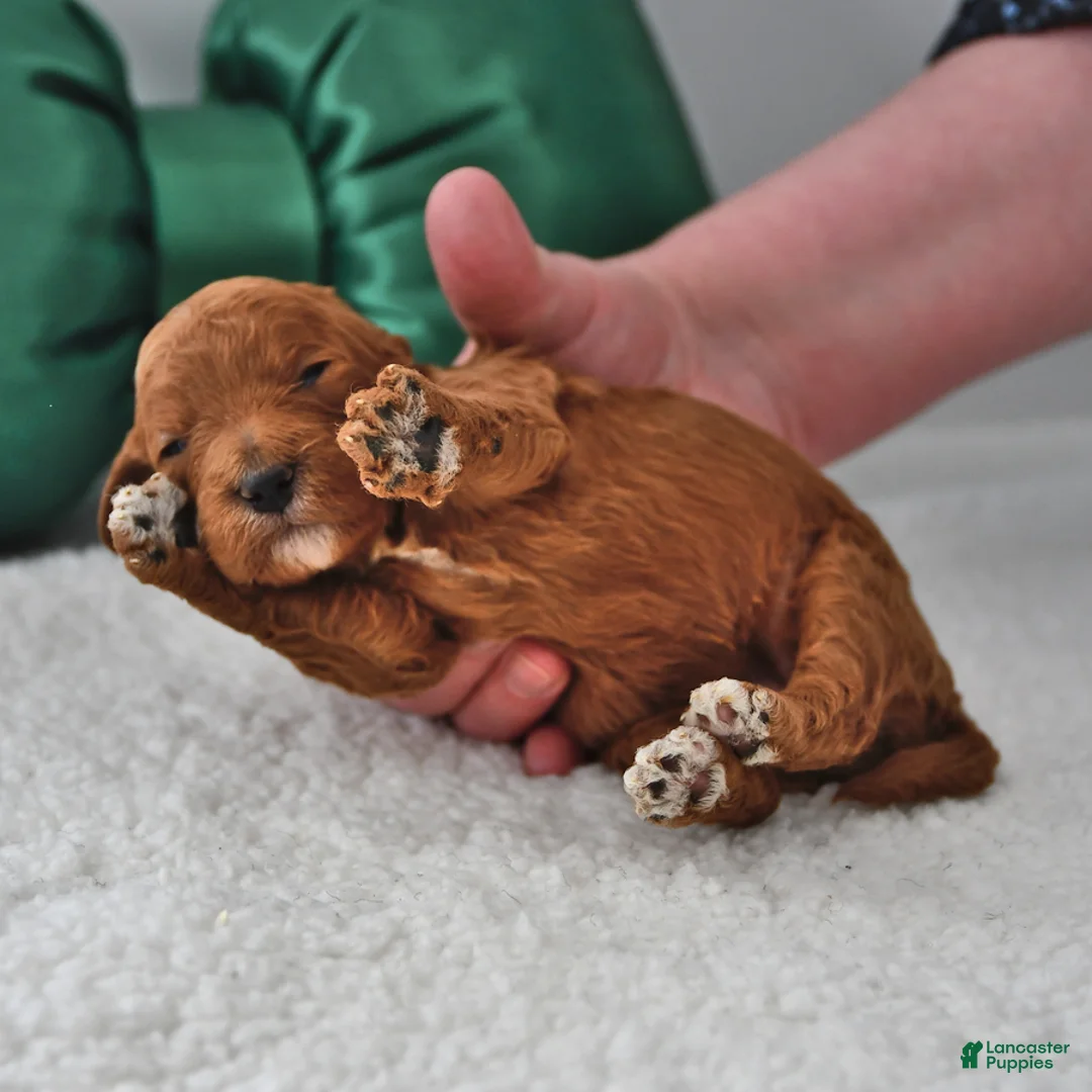 Mini Goldendoodle dogs for sale: Cupcake - Ad 18